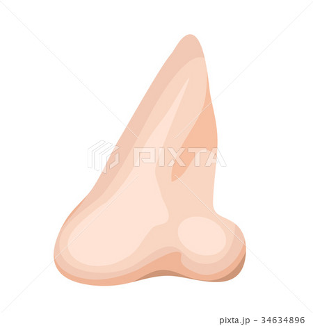 Human Nose Isolated On White 34634896