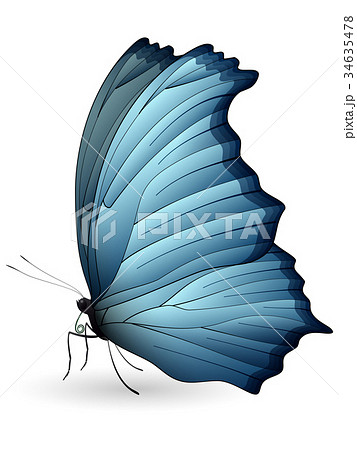 Beautiful butterfly isolated on a white background Beautiful butterfly isolated on a white background 34635478
