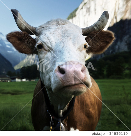 Cow on Alps. Jungfrau region, Switzerland Cow on Alps. Jungfrau region, Switzerland 34636119