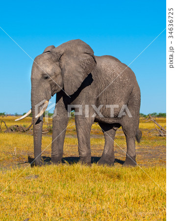 Big african elephant 34636725