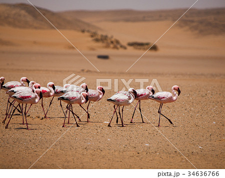 Flamingo march in Namib desert  34636766