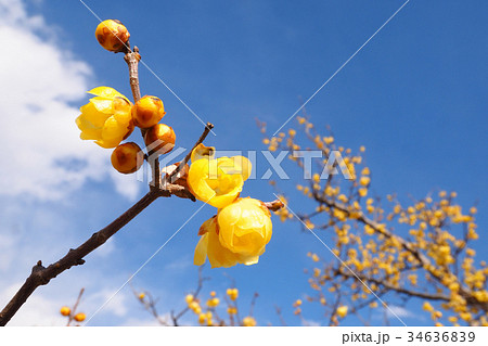 ロウバイの花 34636839