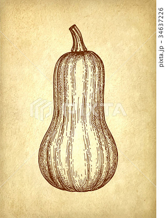 Ink sketch of butternut squash Ink sketch of butternut squash 34637226