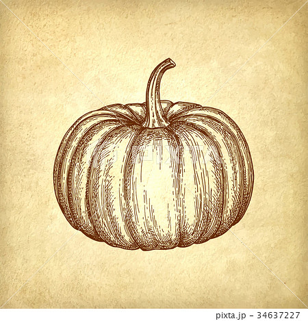 Ink sketch of pumpkin Ink sketch of pumpkin 34637227
