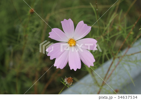 森 木 空 34637534