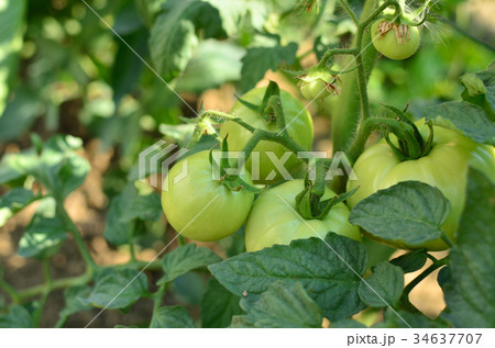 Unripe tomatoes on a stalk 34637707