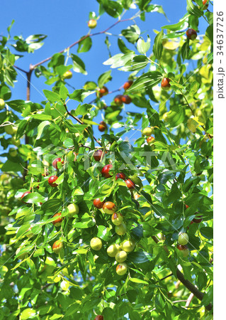 ナツメ ナツメ 34637726