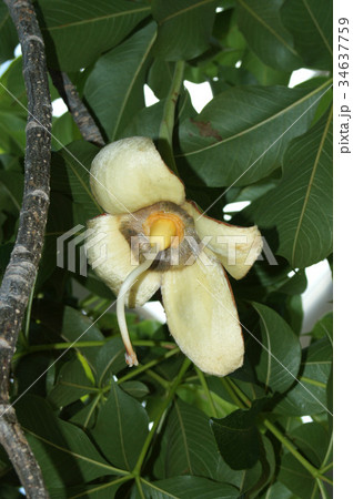 アフリカバオバブ アフリカバオバブ 34637759