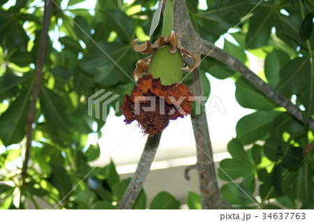 アフリカバオバブ 34637763