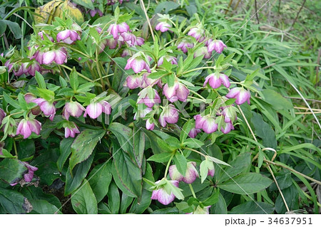 クリスマスローズ 34637951