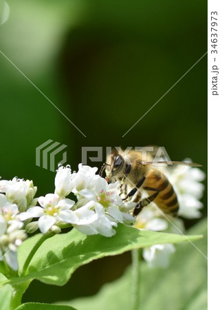 ミツバチとそばの花　そばの花　ソバの花　ミツバチ　自然　蜂蜜　昆虫　白い花　秋 34637973
