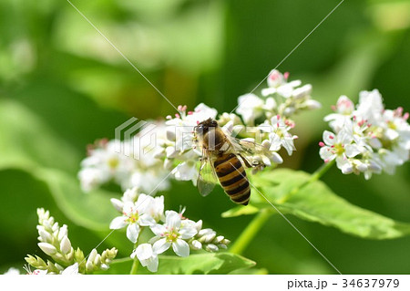 ミツバチとそばの花 そばの花 ソバの花 ミツバチ 自然 蜂蜜 昆虫 白い花 秋 ミツバチとそばの花 そばの花 ソバの花 ミツバチ 自然 蜂蜜 昆虫 白い花 秋 34637979