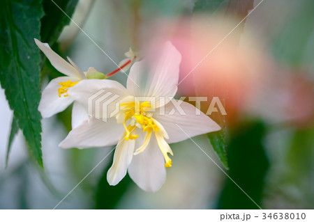 ベゴニア (ベコニア) 34638010