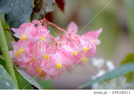 ベゴニア (ベコニア) 34638011