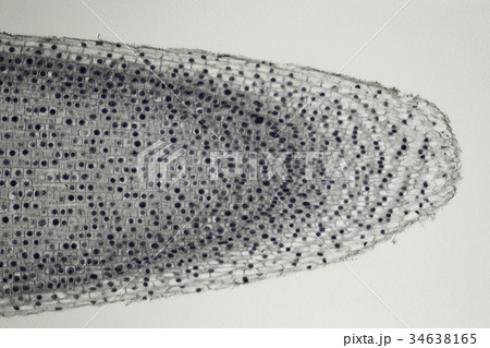 植物の根の断面 植物の根の断面 34638165