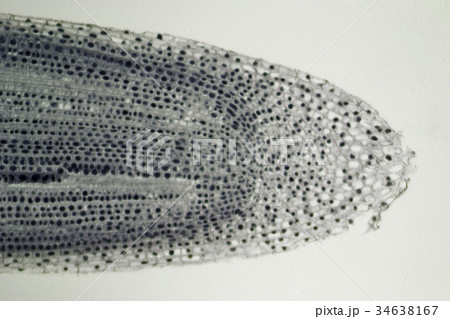 植物の根の断面 植物の根の断面 34638167