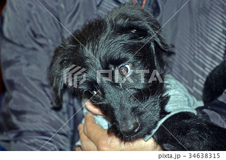 ジャイアントシュナイザーの子犬 ジャイアントシュナイザーの子犬 34638315