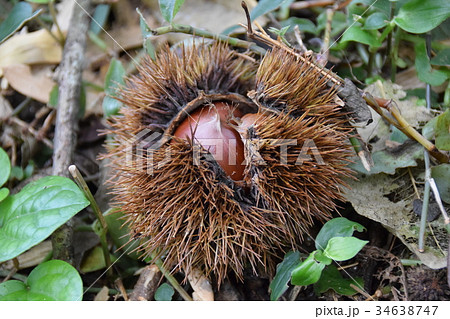 栗拾い 34638747