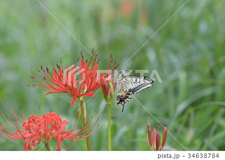 彼岸花とモンキアゲハa2 彼岸花とモンキアゲハa2 34638784