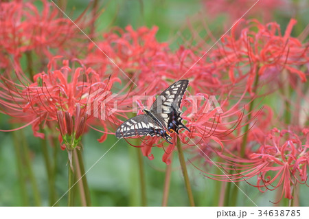 彼岸花とモンキアゲハa3 34638785