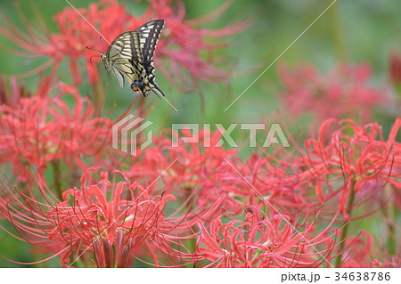 彼岸花とモンキアゲハa4 34638786
