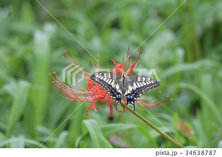 彼岸花とモンキアゲハa5 34638787