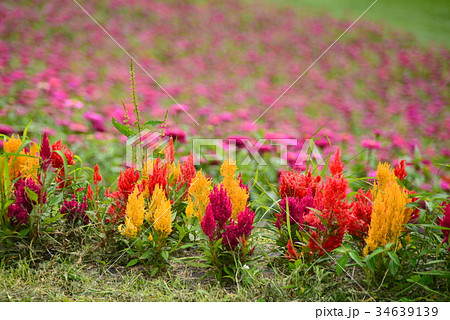 鶏頭 34639139