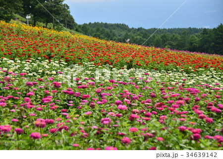 百日草の花畑 百日草の花畑 34639142