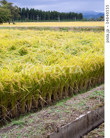 台風被害 つぶれた田んぼの稲 台風被害 つぶれた田んぼの稲 34640555