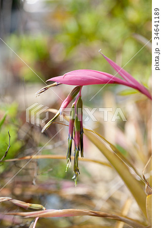 ビルベルギアヌタンス 34641189