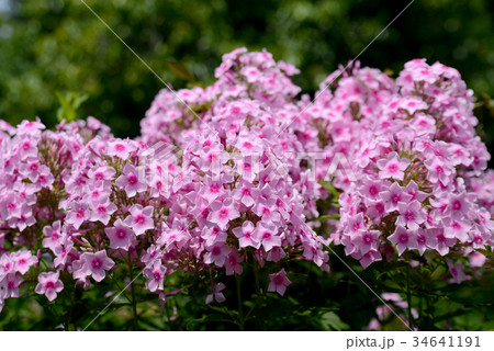 フロックス フロックス 34641191