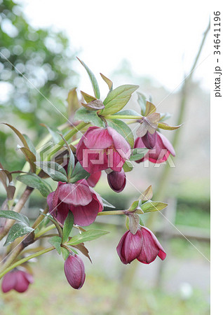 ヘルボルス ヘルボルス 34641196