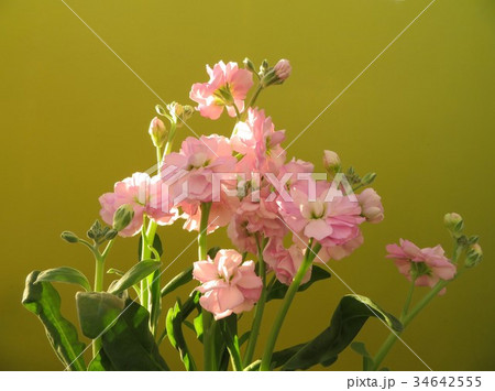 冬の花 ピンク色の八重咲ストックの写真素材