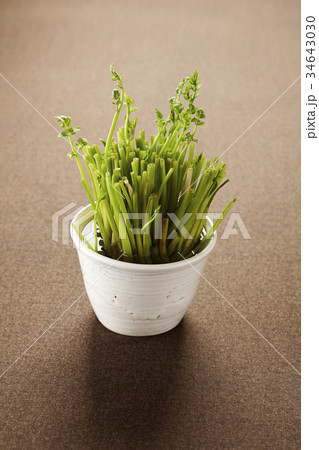 茶色の背景 植物 静物 34643030