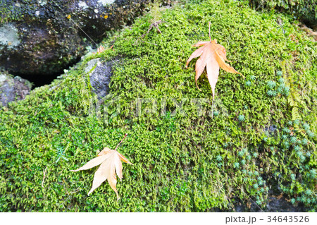 Autumn leaves change color 34643526