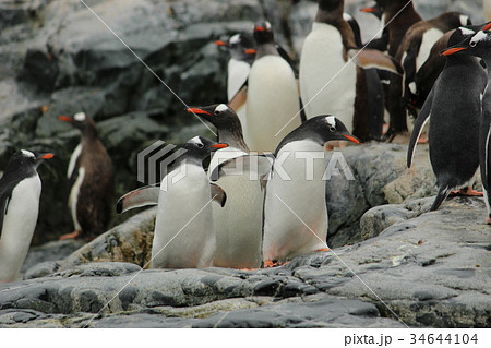 南極　ペンギンのコロニー 34644104