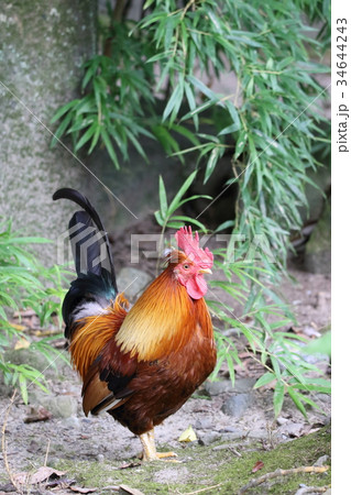 コーチン 34644243