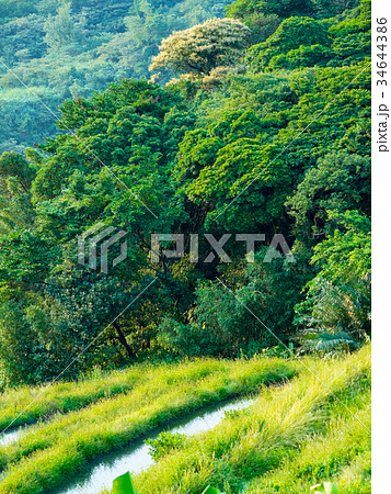 ベトナム ベトナム社会主義共和国 ベトナム人 34644386