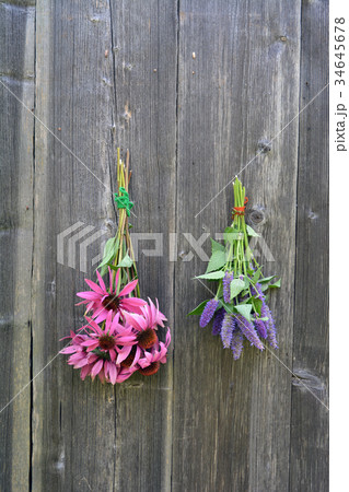 medical herbs bunch, anise hyssop and coneflower medical herbs bunch, anise hyssop and coneflower 34645678