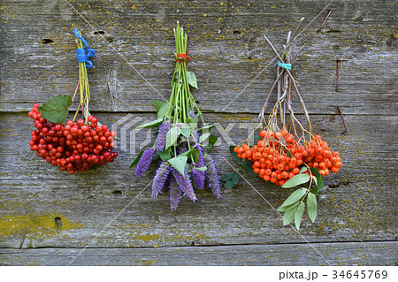 bunch rowan and viburnum berry and anise hyssop bunch rowan and viburnum berry and anise hyssop 34645769