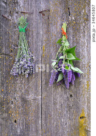 anise hyssop and lavender bunch on old wooden wall 34645807