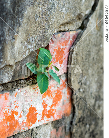 壁 かべ 緑色 34645877