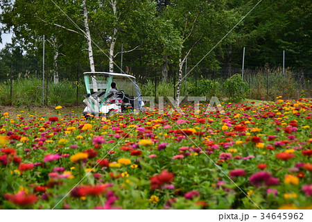 百日草の花畑と電動カート 34645962
