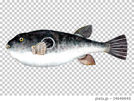 トラフグ 水彩イラスト トラフグ 水彩イラスト 34646648