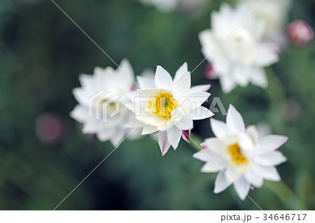 ハナカンザシ02 ハナカンザシ02 34646717