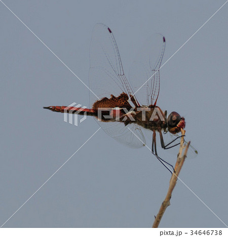 Red-Mantled saddlebag Dragonfly in Joshua Tree 34646738