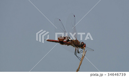 Red-Mantled saddlebag Dragonfly in Joshua Tree Red-Mantled saddlebag Dragonfly in Joshua Tree 34646739