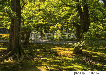 秋の東福寺庭園 秋の東福寺庭園 34646760