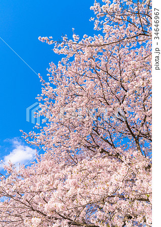 桜・満開 34646967
