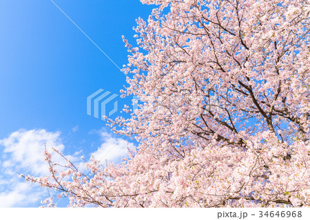 桜・満開 桜・満開 34646968